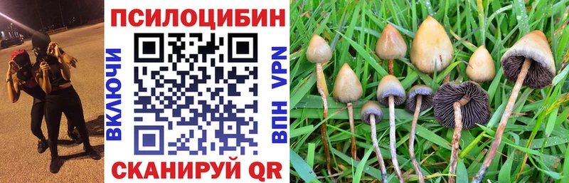кракен как зайти  Красногорск  Галлюциногенные грибы Psilocybine cubensis 